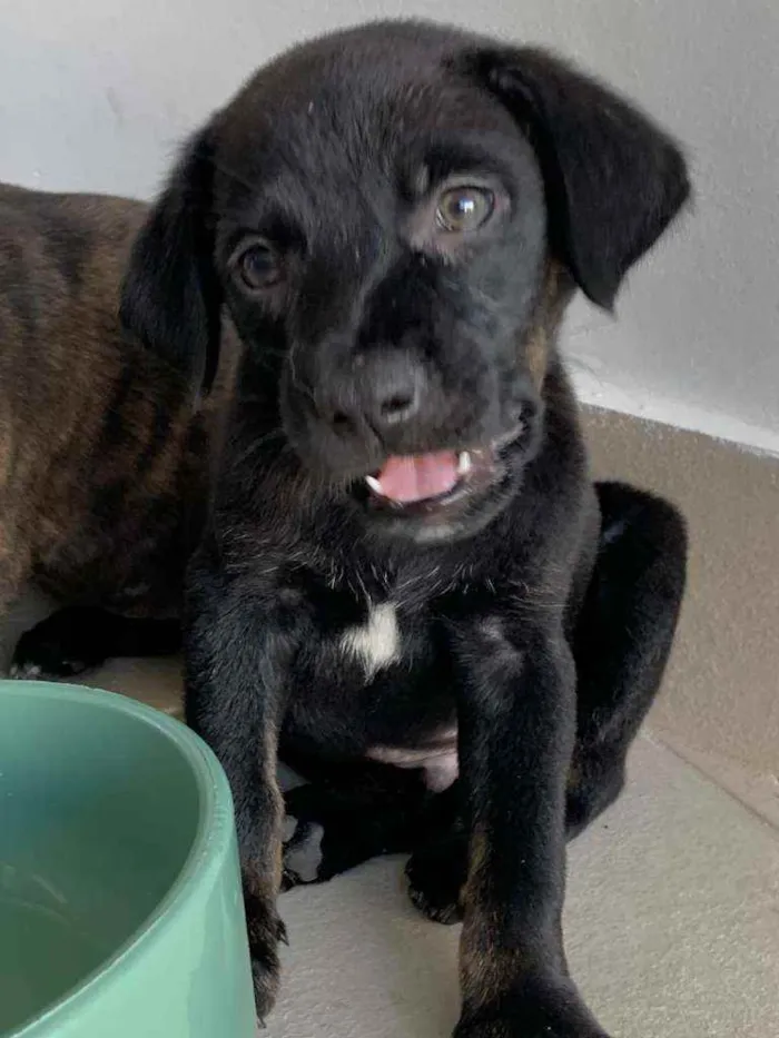 Cachorro ra a Sem raça  idade Abaixo de 2 meses nome Lindos filhotes 