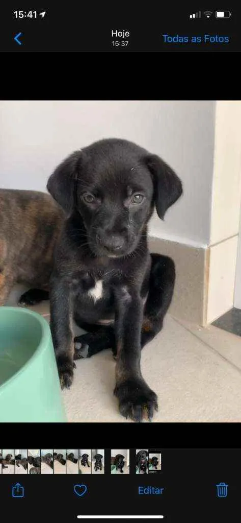 Cachorro ra a Sem raça  idade Abaixo de 2 meses nome Lindos filhotes 