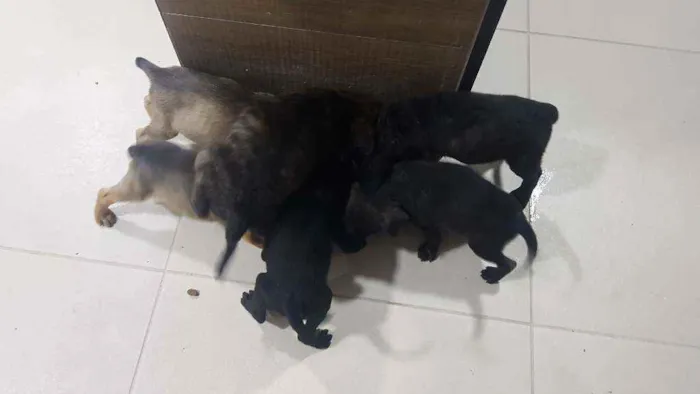 Cachorro ra a Sem raça  idade Abaixo de 2 meses nome Lindos filhotes 