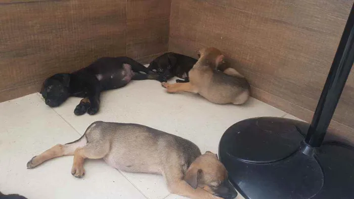 Cachorro ra a Sem raça  idade Abaixo de 2 meses nome Lindos filhotes 