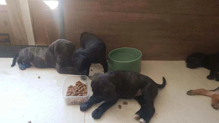 Cachorro ra a Sem raça  idade Abaixo de 2 meses nome Lindos filhotes 