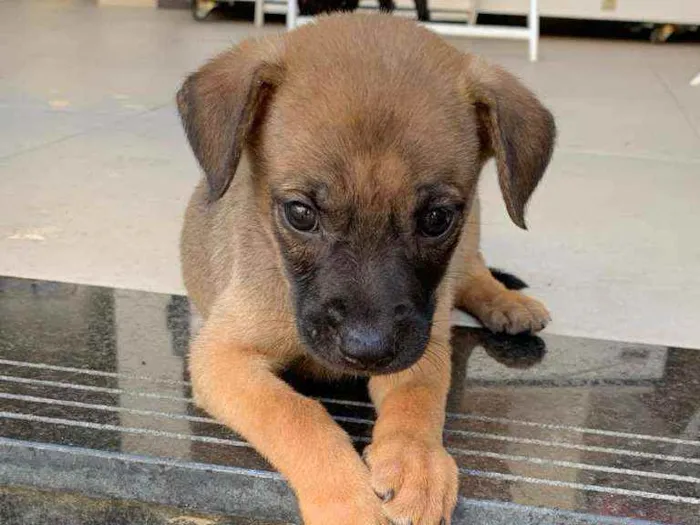 Cachorro ra a Sem raça  idade Abaixo de 2 meses nome Lindos filhotes 