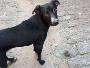 Cachorro raça SRD idade 7 a 11 meses nome Toddy