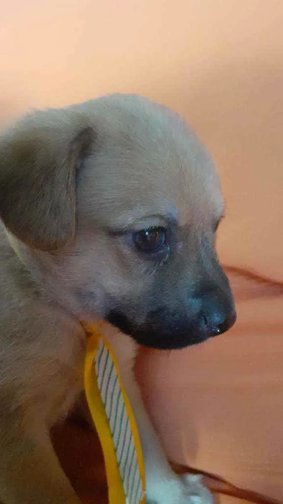 Cachorro ra a Vira lata  idade Abaixo de 2 meses nome Thor