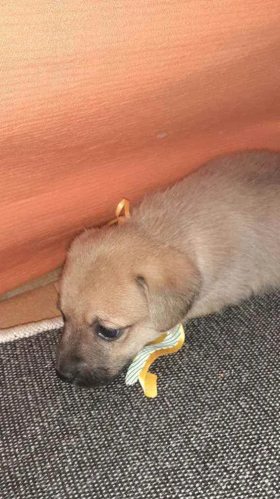 Cachorro ra a Vira lata  idade Abaixo de 2 meses nome Thor