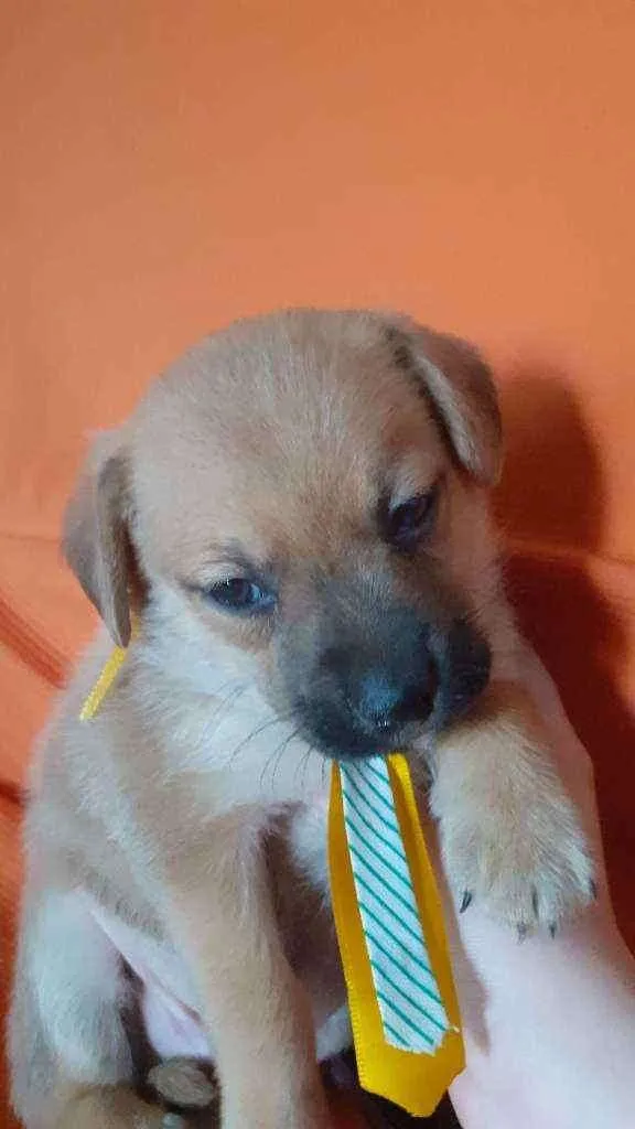 Cachorro ra a Vira lata  idade Abaixo de 2 meses nome Thor