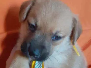 Cachorro raça Vira lata  idade Abaixo de 2 meses nome Thor