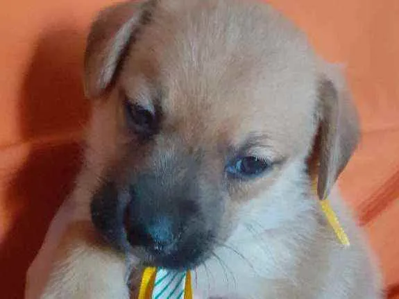 Cachorro ra a Vira lata  idade Abaixo de 2 meses nome Thor