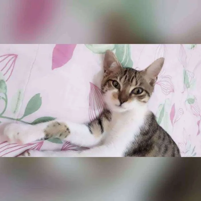 Gato raça Sem raça definida  idade 2 a 6 meses nome Boris