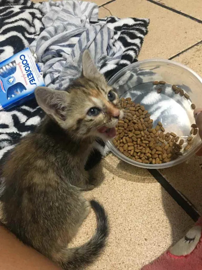 Gato ra a Indefinido  idade 2 a 6 meses nome Shala