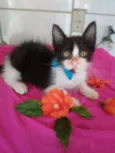 Frajolinha