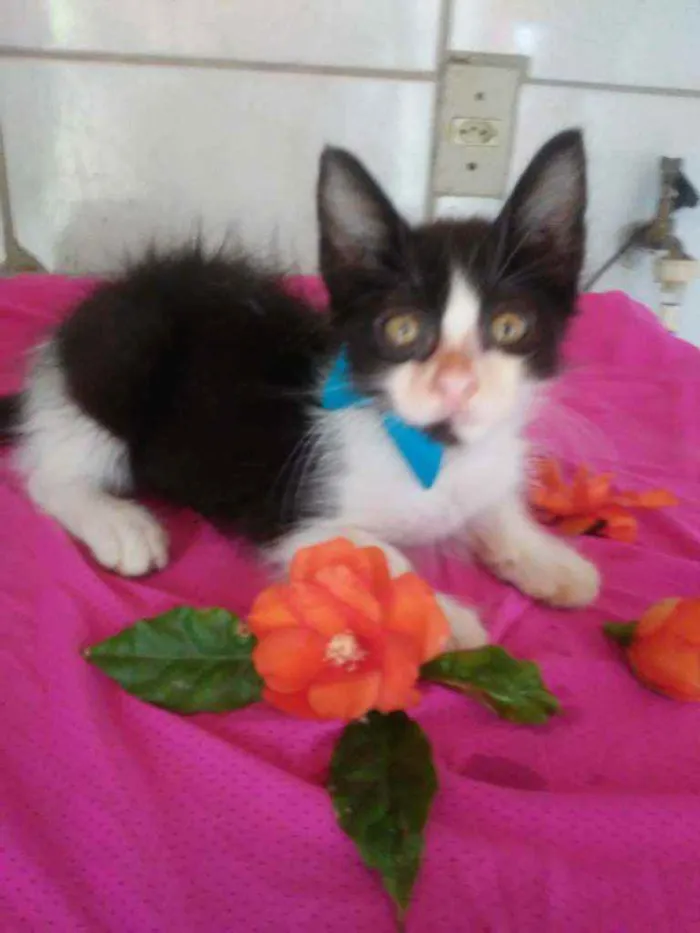 Gato ra a Raça peluda, raça comum idade 2 a 6 meses nome Frajolinha