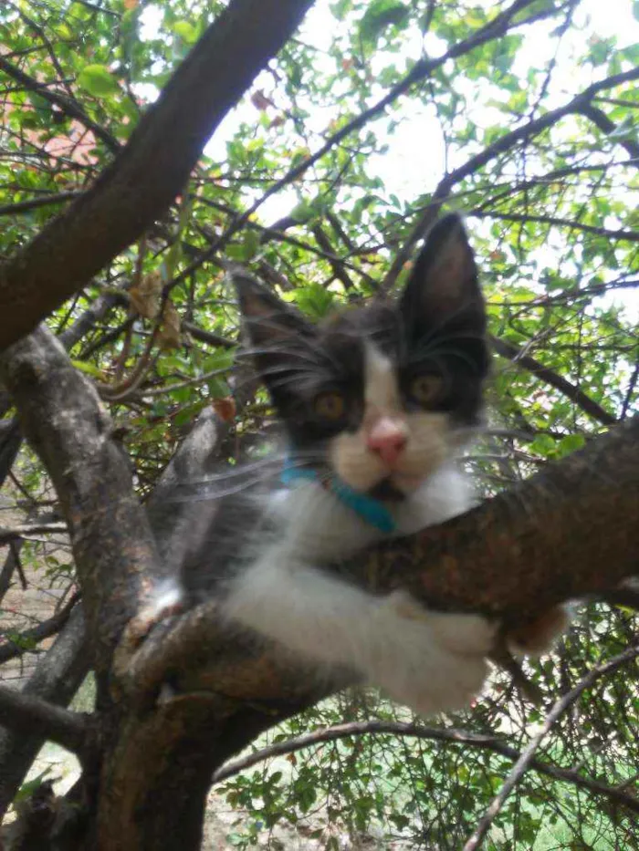 Gato ra a Raça peluda, raça comum idade 2 a 6 meses nome Frajolinha