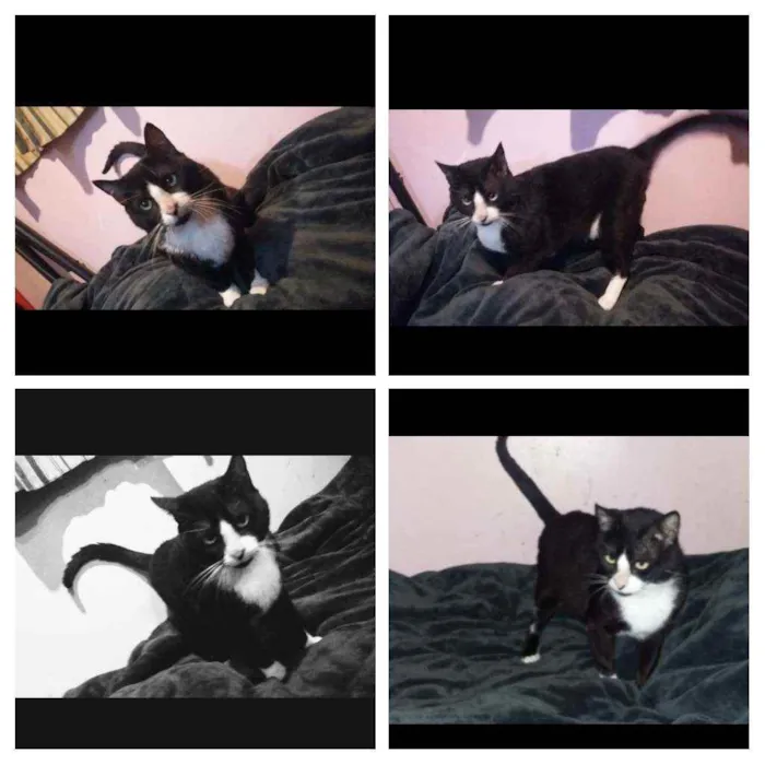 Gato ra a SRD idade 1 ano nome Bayard