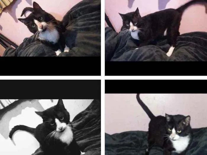 Gato ra a SRD idade 1 ano nome Bayard