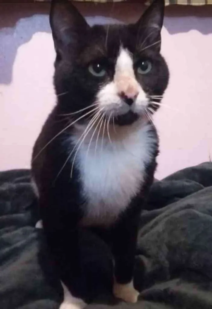 Gato ra a SRD idade 1 ano nome Bayard