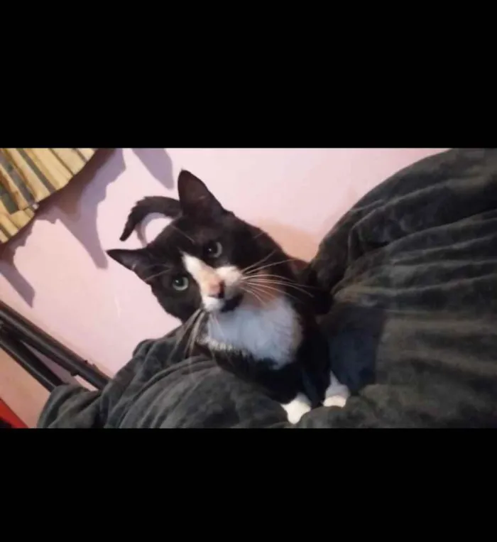 Gato ra a SRD idade 1 ano nome Bayard
