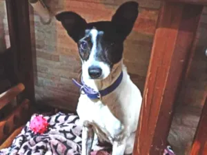 Cachorro raça SRD idade 2 anos nome Pedrita