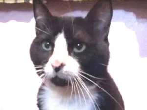 Gato raça SRD idade 1 ano nome Bayard