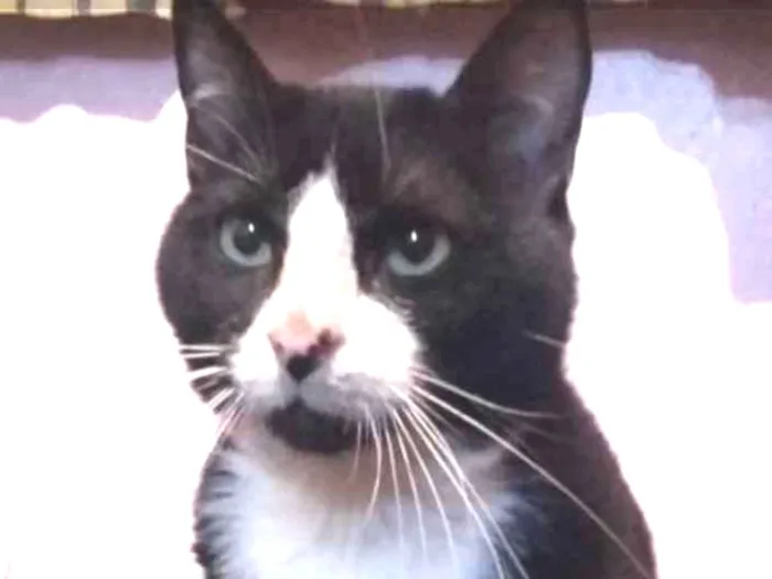 Gato ra a SRD idade 1 ano nome Bayard