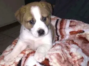 Cachorro raça SRD idade Abaixo de 2 meses nome Baguera