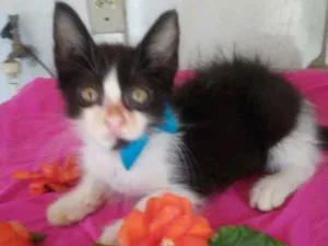 Gato raça Raça peluda, raça comum idade 2 a 6 meses nome Frajolinha