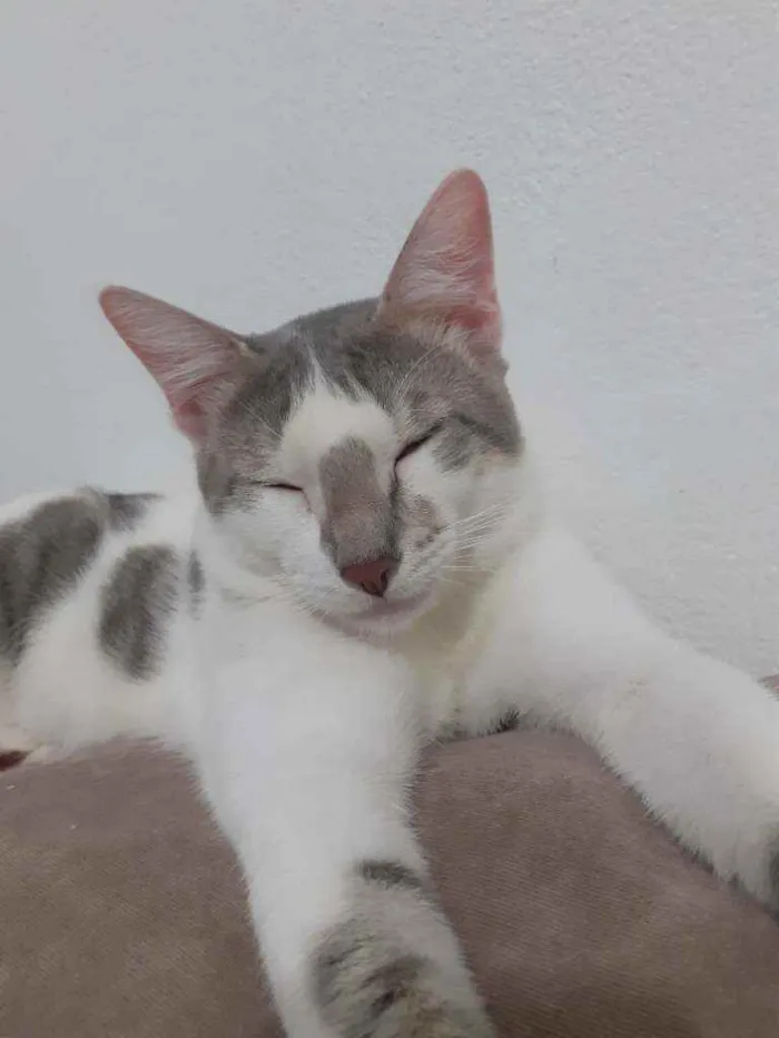 Gato ra a Sem raça  idade 7 a 11 meses nome Freddie