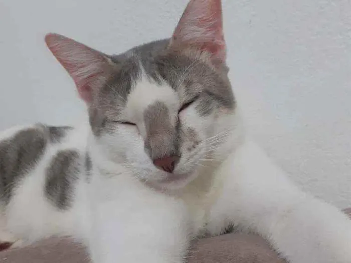 Gato ra a Sem raça  idade 7 a 11 meses nome Freddie