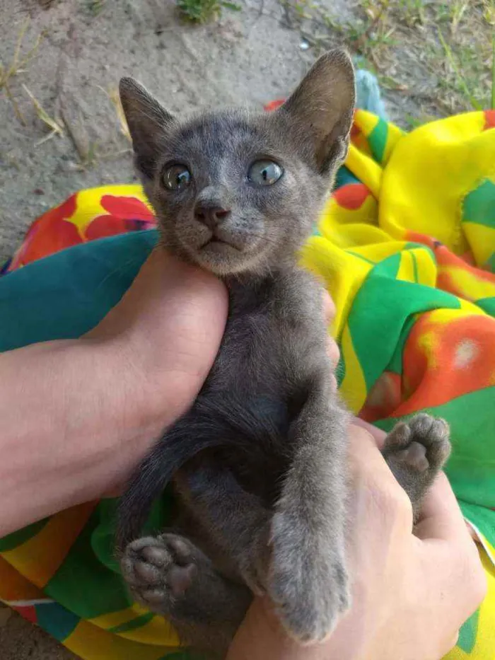 Gato ra a SEM RAÇA DEFINIDA.  idade 2 a 6 meses nome SEM NOME.