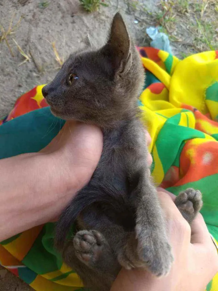 Gato ra a SEM RAÇA DEFINIDA.  idade 2 a 6 meses nome SEM NOME.