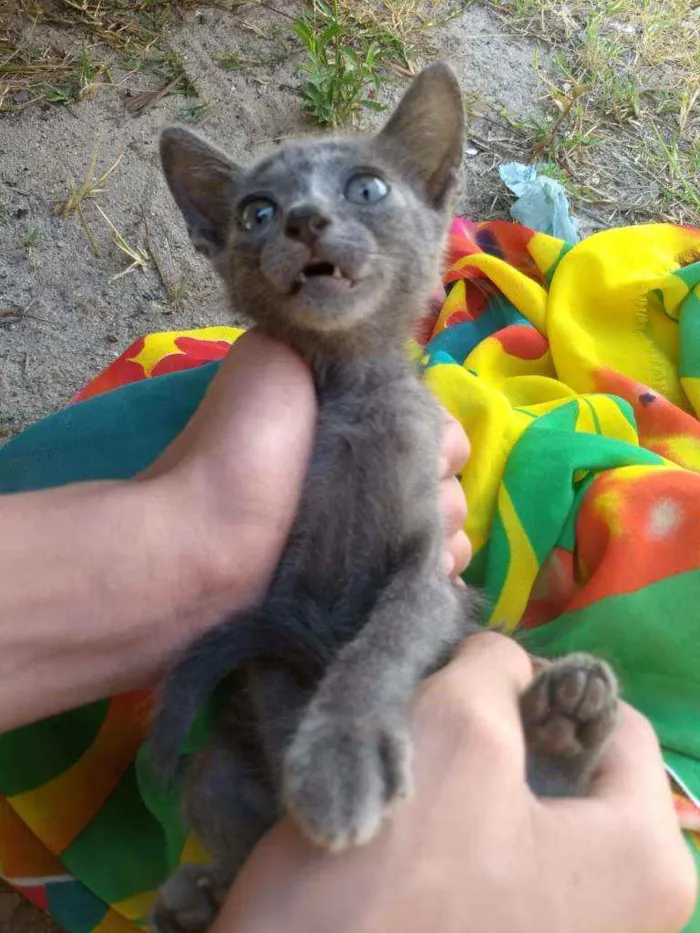 Gato ra a SEM RAÇA DEFINIDA.  idade 2 a 6 meses nome SEM NOME.