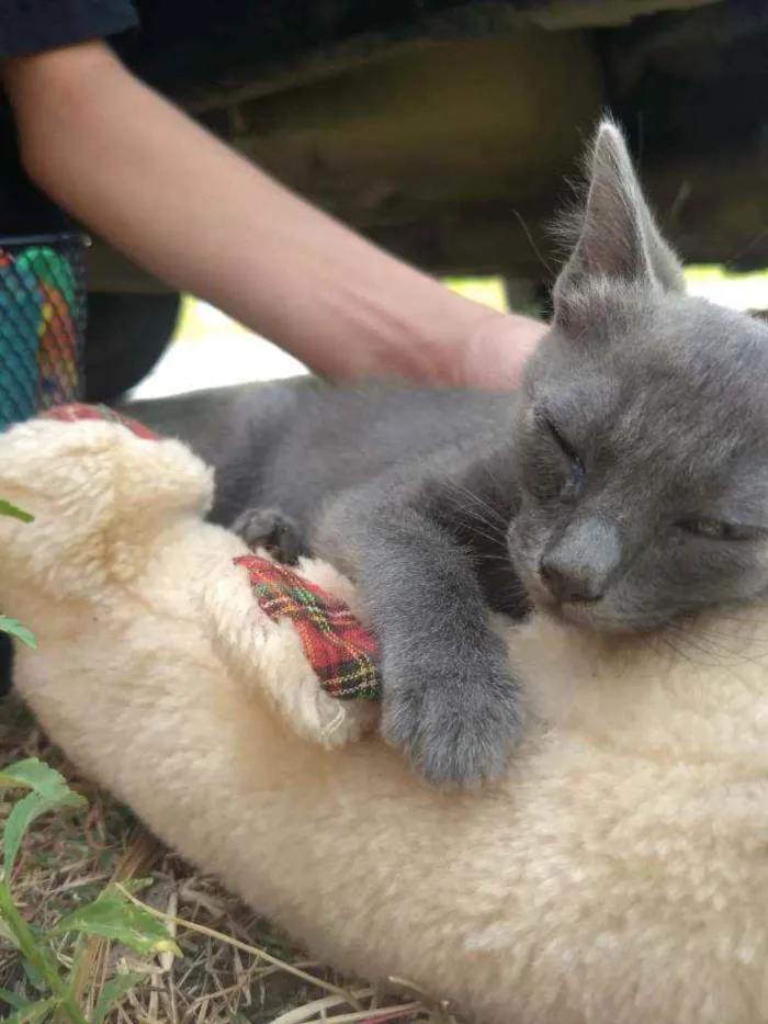 Gato ra a SEM RAÇA DEFINIDA.  idade 2 a 6 meses nome SEM NOME.
