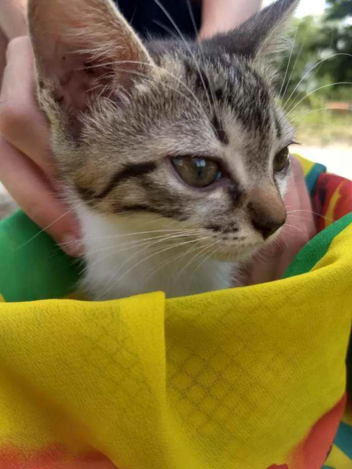 Gato ra a SEM RAÇA DEFINIDA.  idade 2 a 6 meses nome SEM NOME.