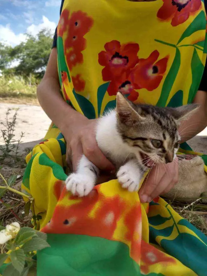 Gato ra a SEM RAÇA DEFINIDA.  idade 2 a 6 meses nome SEM NOME.