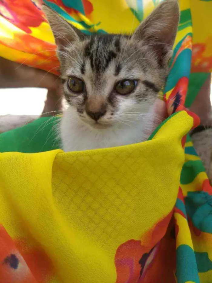 Gato ra a SEM RAÇA DEFINIDA.  idade 2 a 6 meses nome SEM NOME.
