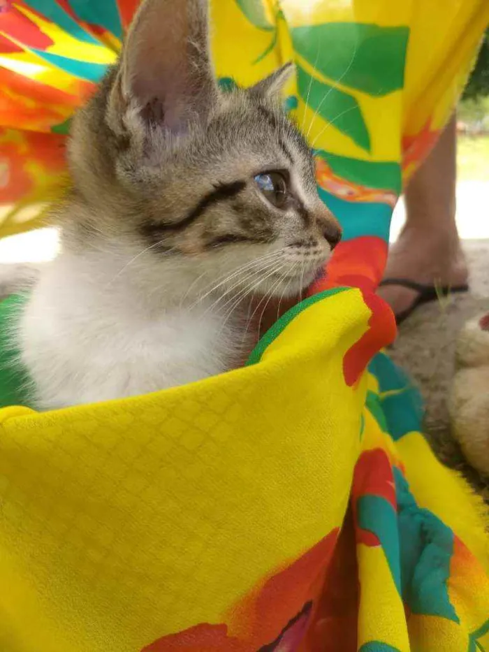 Gato ra a SEM RAÇA DEFINIDA.  idade 2 a 6 meses nome SEM NOME.