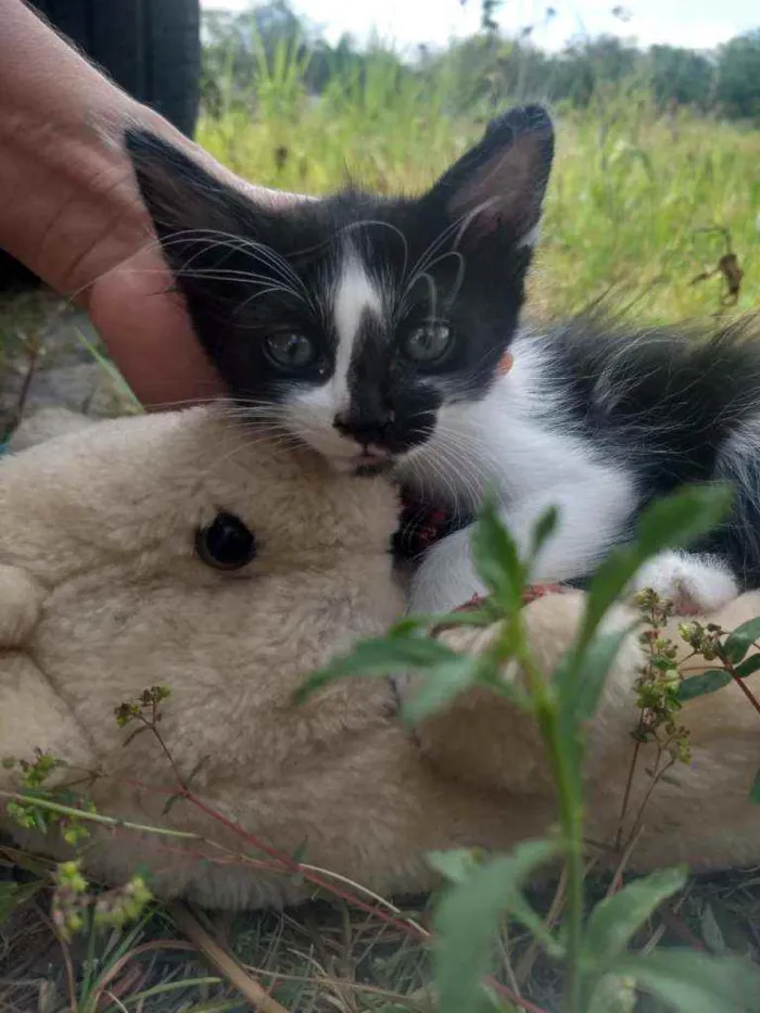 Gato ra a SEM RAÇA DEFINIDA.  idade 2 a 6 meses nome SEM NOME.