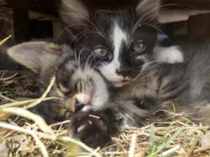 Gato raça SEM RAÇA DEFINIDA.  idade 2 a 6 meses nome SEM NOME.