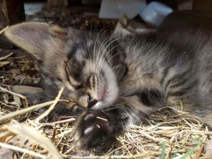 Gato ra a SEM RAÇA DEFINIDA.  idade 2 a 6 meses nome SEM NOME.