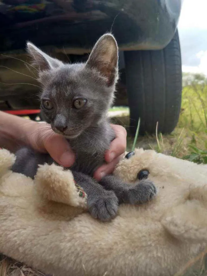 Gato ra a SEM RAÇA DEFINIDA.  idade 2 a 6 meses nome SEM NOME.