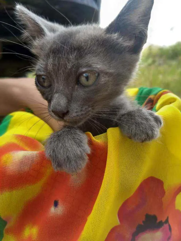 Gato ra a SEM RAÇA DEFINIDA.  idade 2 a 6 meses nome SEM NOME.