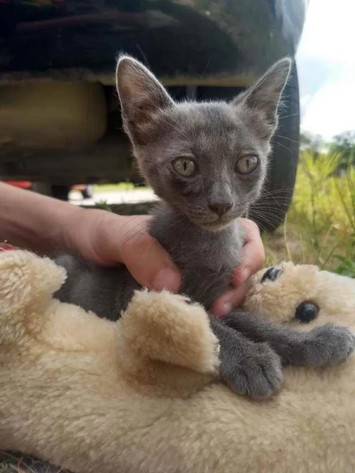 Gato ra a SEM RAÇA DEFINIDA.  idade 2 a 6 meses nome SEM NOME.