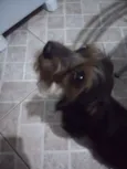 Arok