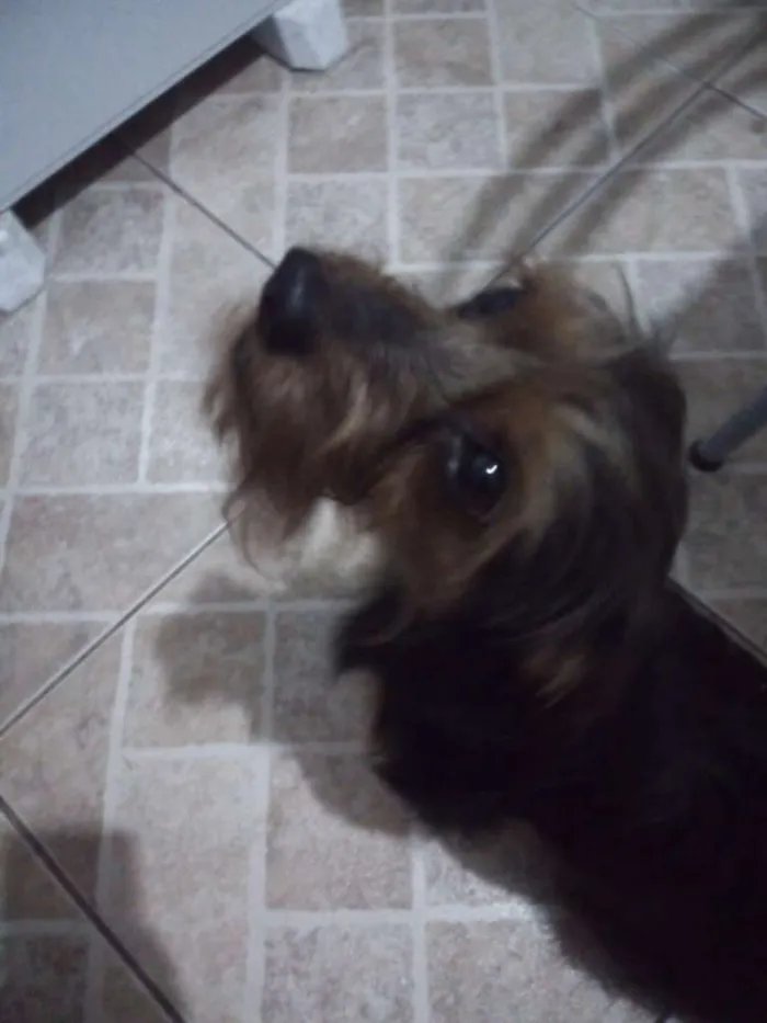 Cachorro ra a SRD-ViraLata idade  nome Arok