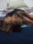 Arok