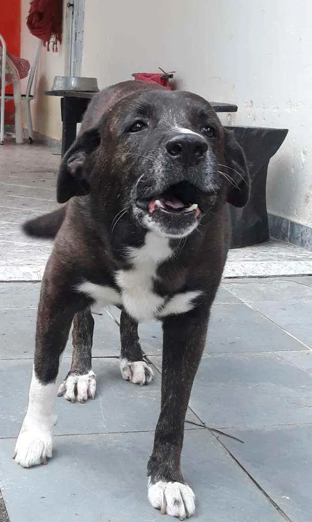 Cachorro raça Pastor Belga com Labrador idade 6 ou mais anos nome Zeus