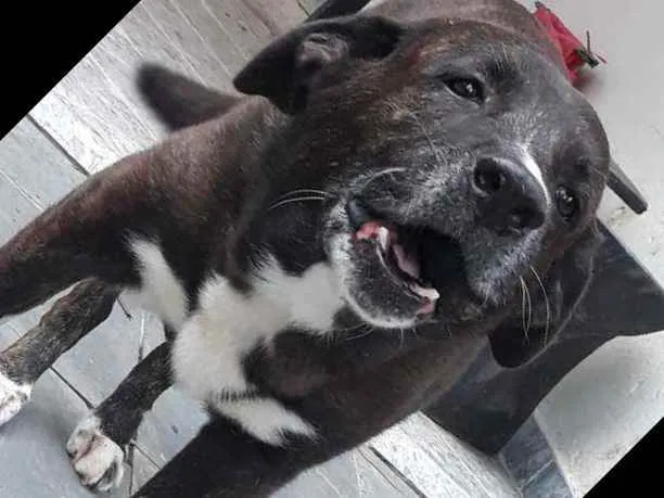 Cachorro raça Pastor Belga com Labrador idade 6 ou mais anos nome Zeus