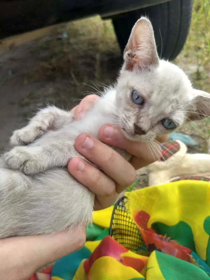 Gato ra a SEM RAÇA DEFINIDA.  idade 2 a 6 meses nome SEM NOME.