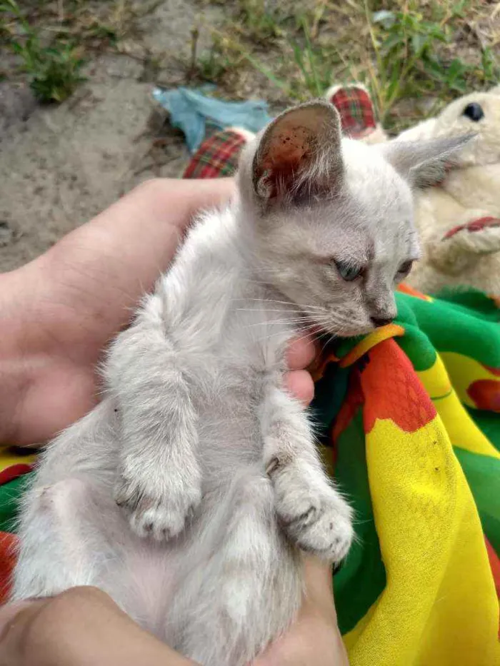 Gato ra a SEM RAÇA DEFINIDA.  idade 2 a 6 meses nome SEM NOME.
