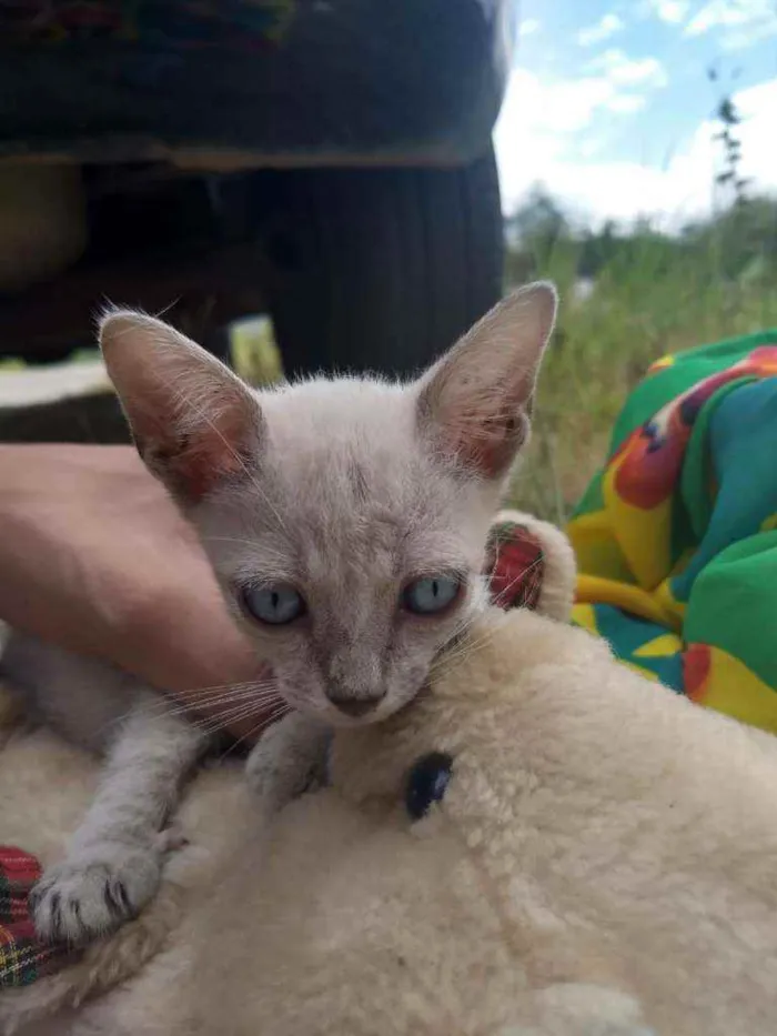 Gato ra a SEM RAÇA DEFINIDA.  idade 2 a 6 meses nome SEM NOME.